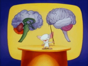 Imdb movies, tv, celebs . Of pinky and and pinky and the brain,when ...