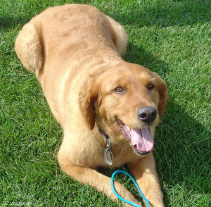 Golden Retriever Wallpapers, Pictures & Breed Information