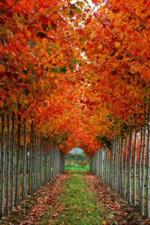 Gotta See} Amazing Photos of Fall Scenery-So Many Colors