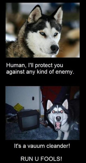 funny dogs, funny pictures