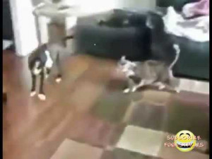 The Standoff Cat Dog Fight Omg