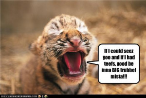 Funny baby tiger