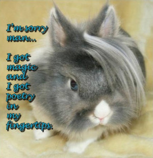 Cute Bunny Rabbits with Quotes