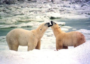 polar bears arctic circle