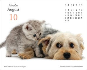 Home >> Desk Calendars >> Funny Desk Calendars 2015 Wallpaper