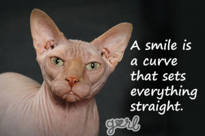 10 Angry Cats Meet Inspirational Quotes