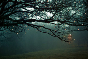 ... , decoration, fog, lights, lonely, melancholy, mist, tree, vintage