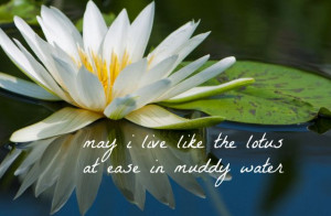Lotus Quote