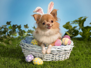 Easter - Animals With Rabbit Ears (2)