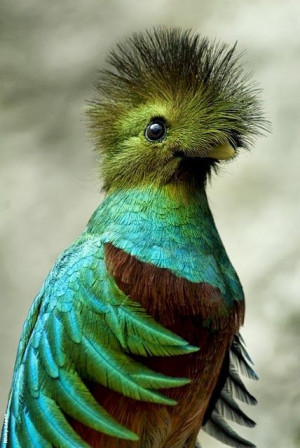 ... Beautiful Quetzal, Animals Birds, Beautiful Birds, Beautiful Creatures