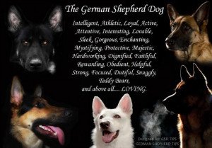 The German Shepherd Dog!: Germanshepherd, German Shepherd Dogs Quotes ...