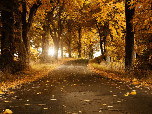 Nature-wallpapers-Beautiful Fall Photos-wallpaper