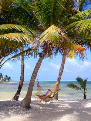 ... , Beach Houses, Palm Trees, Beach Time, Beachi Things, Beach Life