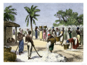 Slaves Bringing in the Cotton Harvest