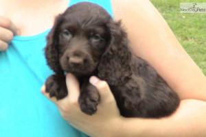 Boykin Spaniel Puppies For Sale