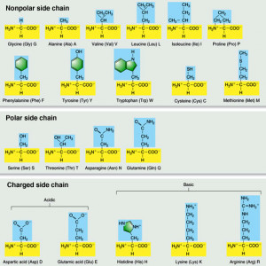 Amino Acid Fischer Projection
