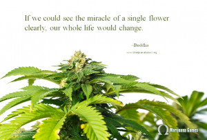 Quote about marijuana by Buddha 600x400