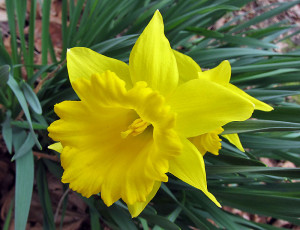 Full bloom daffodil