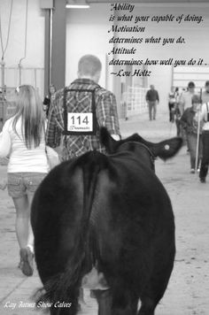 Cattle Quotes