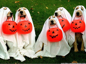 Halloween Pet Safety