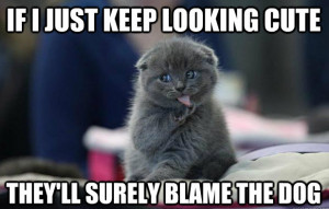 Share This Funny Cat Meme On Facebook!