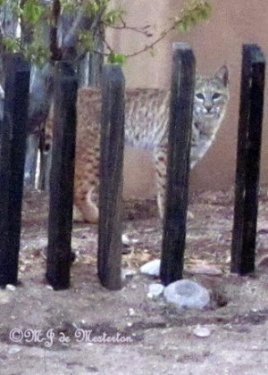 Rocky Mountain Bobcat