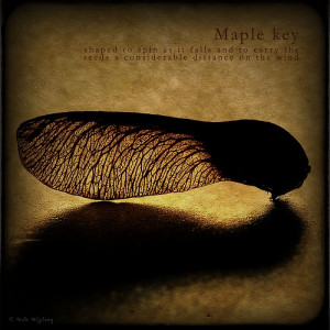 Maple key.... lovely quote too