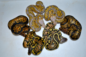 clown killers or pastel clowns or one of both thanks