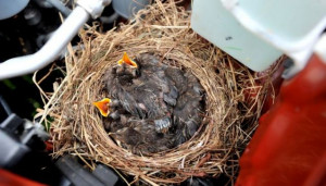 what do baby blackbirds look like