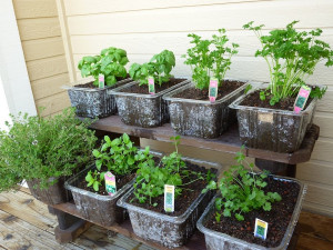 Plant Your Own Herb Garden In Recycled Plastic Tubs