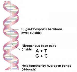 The Watson-Crick Model of DNA (1953)