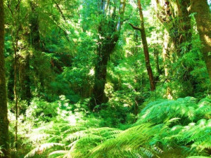 EU Funds Chile-Argentina Temperate Rain Forest Conservation Program