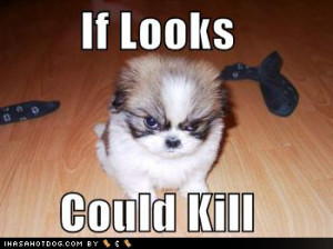 funny-dog-pictures-angry-look-dog.jpg