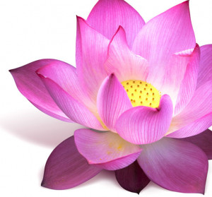 home lotus flower meaning the lotus flower and its timeless ...
