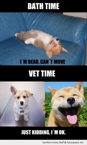 Time Vet Dead Dog Just Kidding...