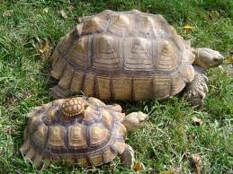 ... Sulcata Tortoises, Favorite Animal, Captive Tortoises, Amazing Animal