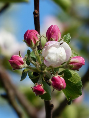 Apple Blossom Tree Flower...