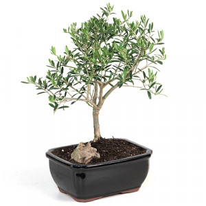 Olive Tree Bonsai