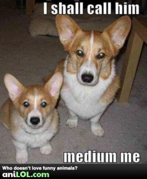 Funny Corgi Sayings