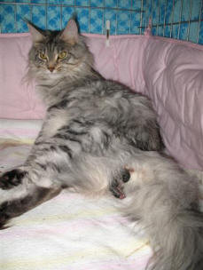 What to Expect when your cat gives Birth