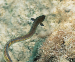 Anguilla Marmorata Marbled Eel