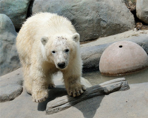 Related Pictures toronto zoo cute fight which baby animal wins your ...