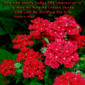 red rose quotes photo: 2 RED ROSE 2-2.gif
