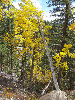 Prairie Gold Quaking Aspen Trees