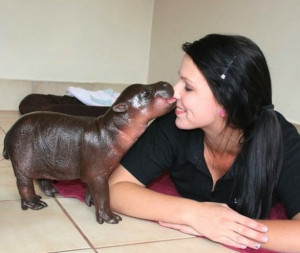 Cucciolo di ippopotamo pigmeo, in Sudafrica nato esemplare della ...