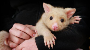Bailey, a six-month-old golden brushtail possum