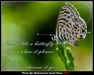 Beautiful Butterfly Quotes And Sayings About Happiness: Butterfly ...