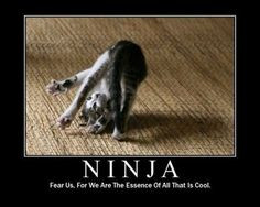 ninja kitten 640x480 ninja cats gone wild