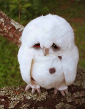 Sad Bird Is The Sad - Return to Funny Animal Pictures Home Page