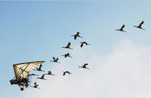 ... whooping cranes from Wisconsin to their winter nesting grounds in